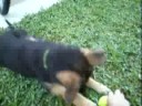 Cocoa and the Banana tree-1