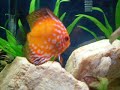 Meu antigo aquario. 