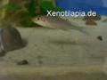 Xenotilapia papilio Sunflower Isanga