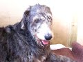Irish Wolfhound Puppies