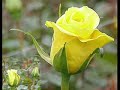 I will walk with my Love - Maureen Hegarty