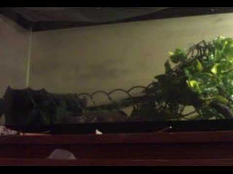 Moeh hunting crickets