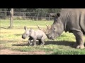 Raw: Aussie Zoo Shows Off White Rhino Calf
