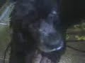 Xena lambendo meus pes 10-05-07 Xena lambendo meus pes 10-05-07