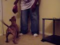 KUSTOM K9 TRAINING PUPPY TRAINING