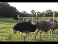 Jim Fowler.wmv