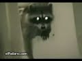 Mapache Ladron