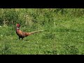 video Phasianus colchicus video Phasianus colchicus