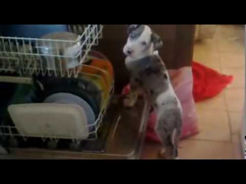 dogue allemand