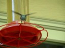Hummingbird