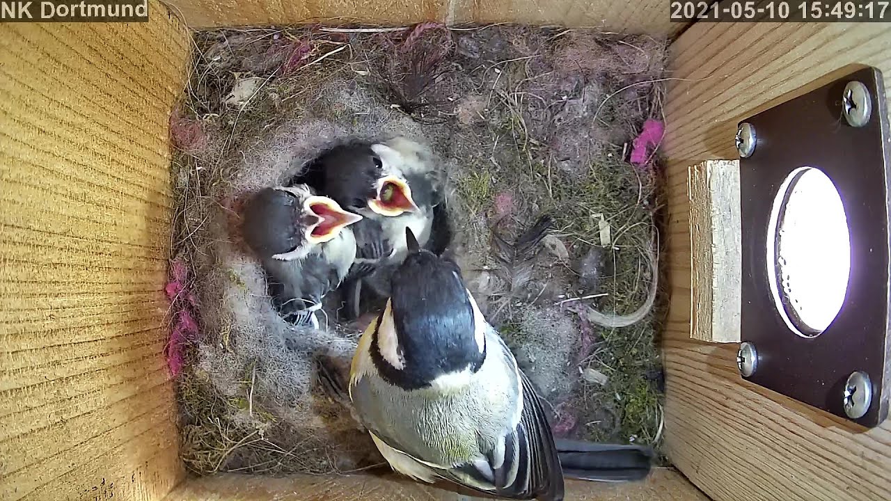 Die jungen Kohlmeisen schlafen alleine im Nest! | Tag 17 | 10.05.2021