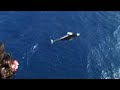 Delfines a babor