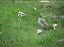 Young Green Woodpecker