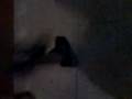 videos de moto 1511