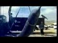 Lethal Sounds: Deadly Sonar Harms Whales