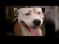 My dog Tola
