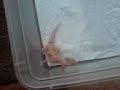 Enigma Leopard Gecko - Issues