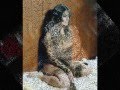 Paola Iezzi Shadow Of The Day