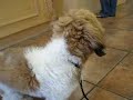 Gizmo the Shih Tzu - needs haircut (8 months old) Gizmo the Shih Tzu - needs haircut (8 months old)