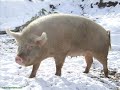 Most Bizarre Animal Mating Habits! Part 1 Most Bizarre Animal Mating Habits! Part 1