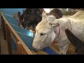 Cyprus Donkey Bejaardentehuis voor ezels op Cyprus