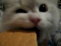 Kitty eating a graham cracker