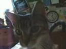 The Tiny Tibby The Tiny Tibby