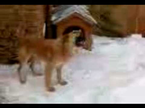 Qeni+i+sharrit+ne+gara