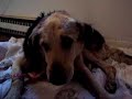 Doogie after the Vet Doogie after the Vet