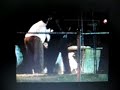 Pit bull kills 3 year old boy