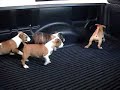 preciosos bull terriers ingles