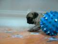 videos de Carlino Macho STA REF:225