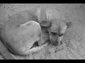 perros en plaza de armas ( beautiful world-ratm) perros en plaza de armas ( beautiful world-ratm)