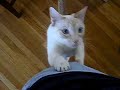 Oscar Says Hello Oscar Says Hello