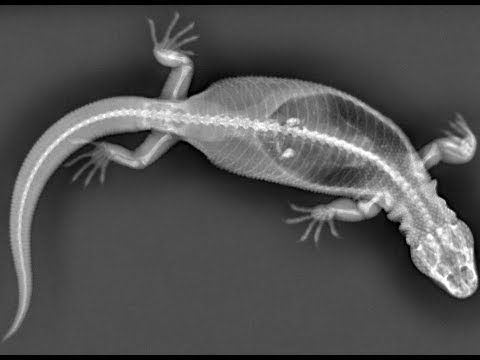 YouTube reptile video