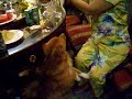 hat' cho nhau - hat' hay khong bang` hay hat' - saigon mung 2 tet xuan dinh hoi 2007 ... e^ cac' ban. oi ... dung' roi^` ban. dang coi video clip nay` do' ... bai` hat' nay` danh` cho cac' ban. do' nhe ... nam moi' tet den' xuan ve^` ... nang ly ruou mung` ... men' chuc' cac' ban. mot nam moi : 
1) van su an khang va` moi su thang' loi.
2) suc khoe? doi` dao`
3) tai` loc nhu sau:
