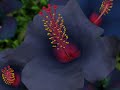 Beautiful In My Eyes (Full Flowers) Beautiful In My Eyes (Full Flowers)