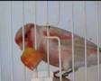 mozaik kanarya video2