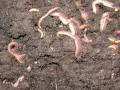 worm casting 2 worm casting 2