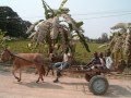 videos de GRÃO - ANGOLA, BENGUELA
