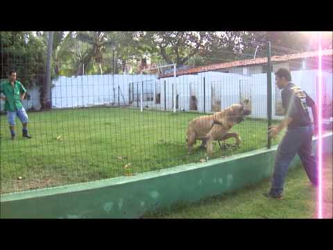 fila brasileiro