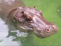 I Wanna Hippopotamus For Christmas I Wanna Hippopotamus For Christmas