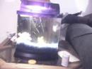 The Fishes Of My Life