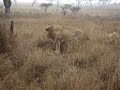 Serengeti f*cking leeuwen