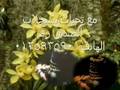 حول إعدام صدام حسين مع الدعاء الشيخ وليد عاطف ج 2
