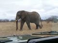 Encuentro en Tarangire