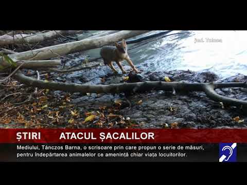 Alertă de șacali, în Delta Dunării
