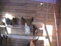 My Chicken Coop