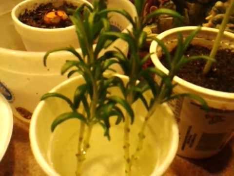 how to transplant rosemary cuttings