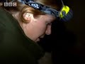 The Artful Dodger - Bear Crime - BBC Animals